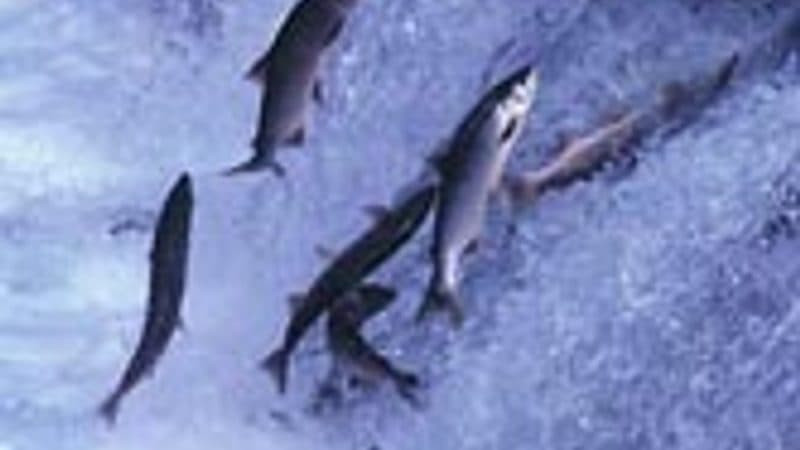 釧路川を遡上するサケの群れ