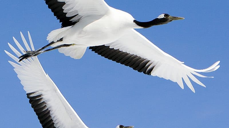 雪原で求愛ダンスを踊るタンチョウのつがい