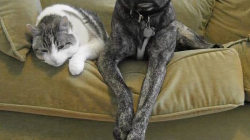 釧路の公園で散歩する犬と飼い主