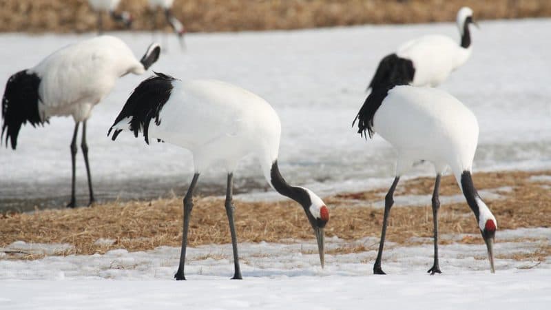 雪原で優雅に舞うタンチョウのつがい