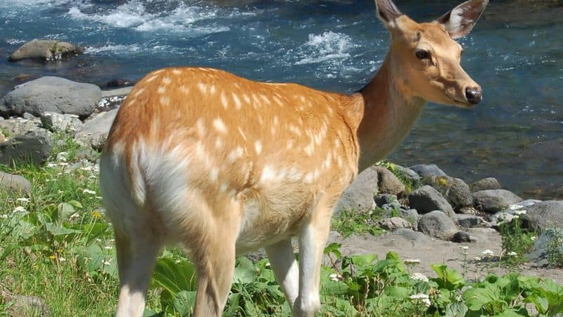 北海道の野生動物エゾシカ