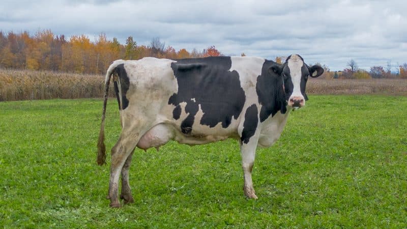 釧路近郊の酪農風景
