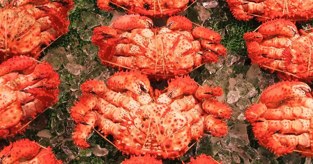 茹でると鮮やかな朱色に変わる花咲ガニ