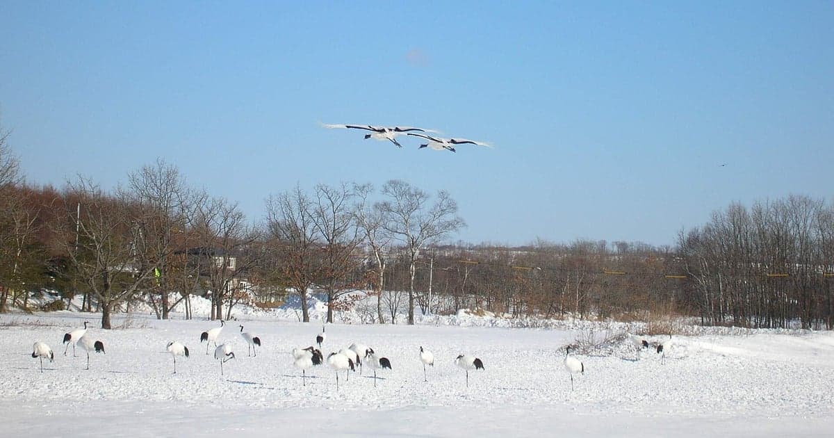2月の釧路湿原で求愛ダンスを披露するタンチョウ